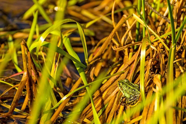 Водяная Лягушка Болотном Заповеднике Польше — стоковое фото