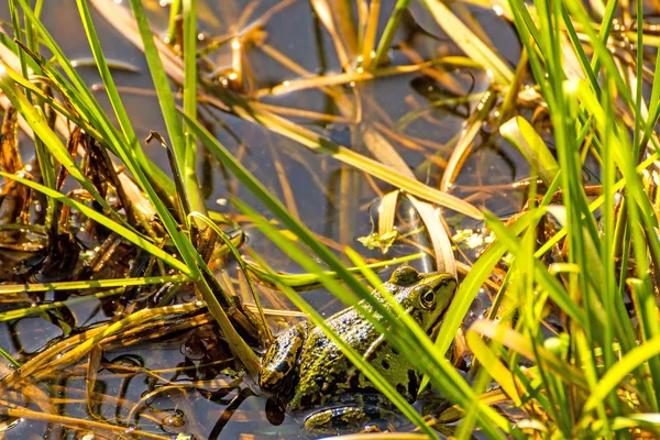 Лягушки Болотном Заповеднике Польше — стоковое фото