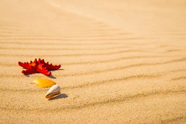 Sea Star Een Zandstrand — Stockfoto