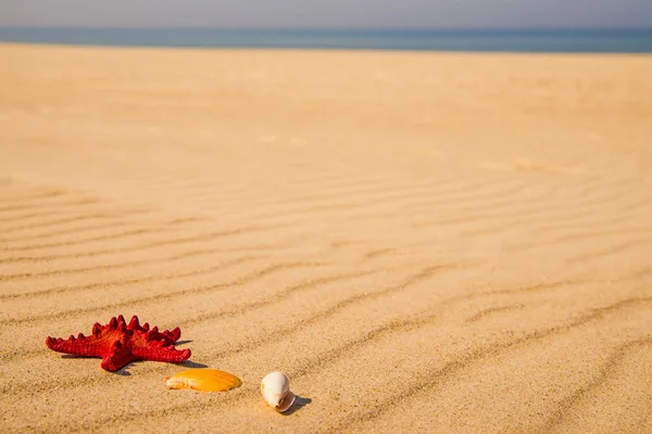 Морська Зірка Піщаному Пляжі — стокове фото