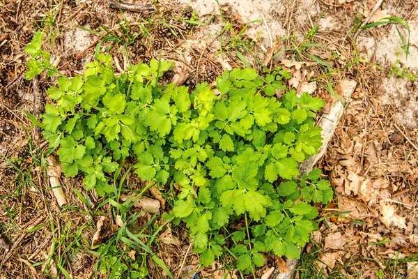 Celandyna Chelidonium Majus Zioło Lecznicze — Zdjęcie stockowe