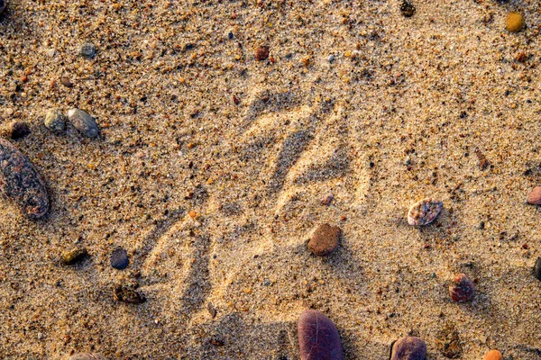 Faixas Uma Gaivota Areia — Fotografia de Stock