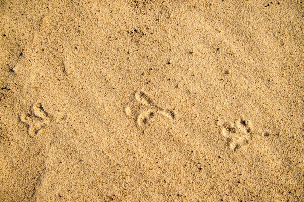 Spuren Einer Möwe Sand — Stockfoto