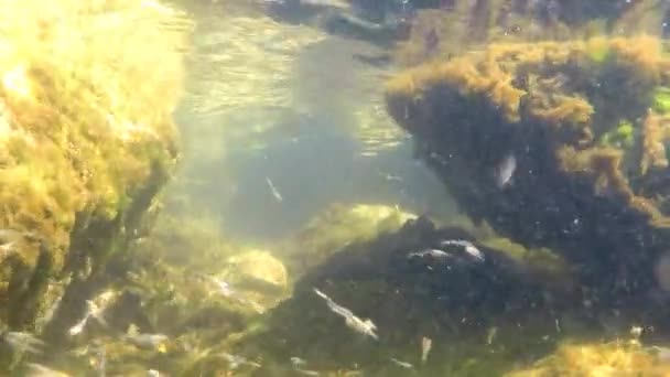 Enjambre Jóvenes Lampreas Marinas Mar Báltico — Vídeo de stock