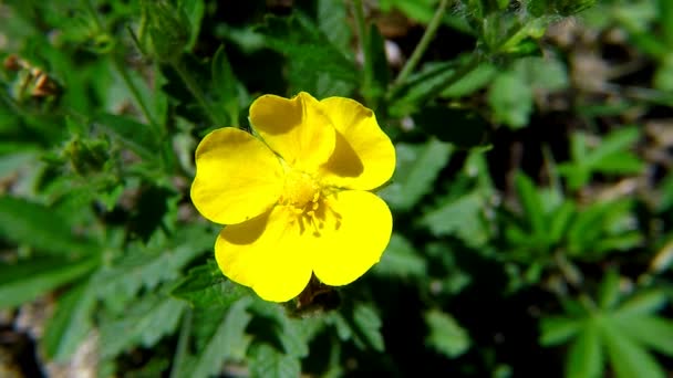 Common Silverweed Medicinal Plant Flower — Stock Video