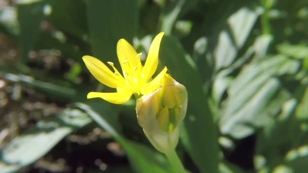 Χρυσή Σκόρδο Φαρμακευτικό Βότανο Λουλούδι — Αρχείο Βίντεο