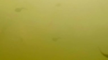 Almanya'da doğal bir havuzda kois, sualtı