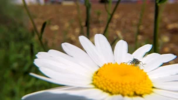 Margeruite Kwiat Zbliżenie Beetle — Wideo stockowe
