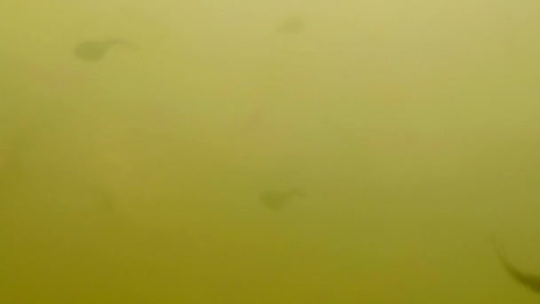 ドイツの自然の池で広報処の水中 — ストック動画