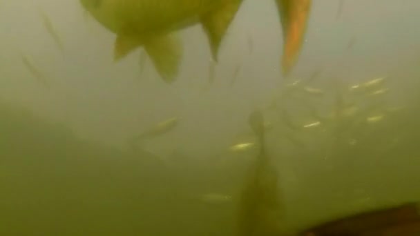 sous l'eau de kois dans un étang naturel en Allemagne 