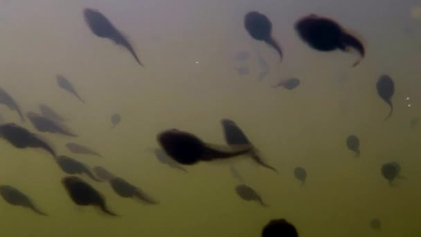 Underwater Polliwogs Water Frogs Pond — Stock Video