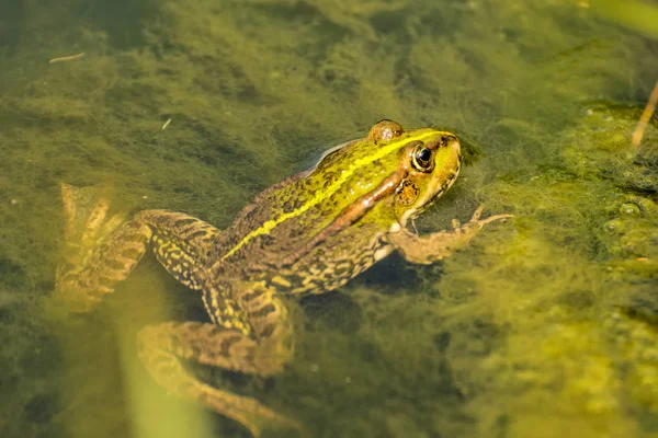 池の中の共通の水のカエル — ストック写真