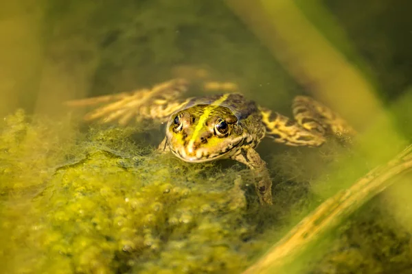 연못에 일반적 개구리 — 스톡 사진