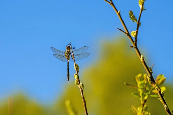 Dragonfly Dries Its Wing Her Emergence — Stock Photo, Image