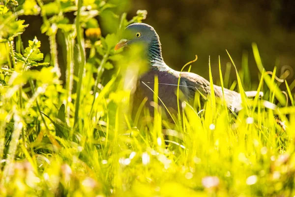 草の後ろに隠れて鳩 — ストック写真