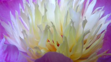 Şakayık, Paeonia lactiflora, Çince tıbbi bitki çiçek