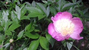 Şakayık, Paeonia lactiflora, Çince tıbbi bitki çiçek
