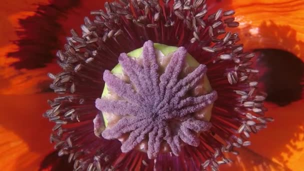 一朵罂粟的花的宏 — 图库视频影像