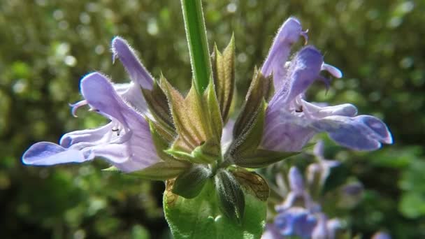 Sage Medicinal Plant Spice Flower — Stock Video