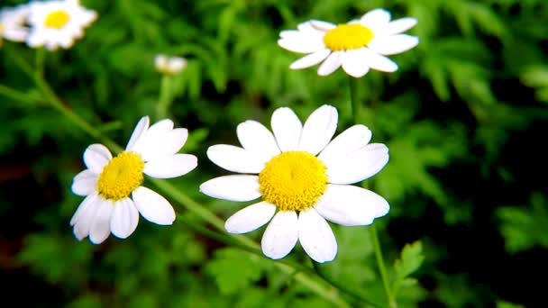 Mattram Chrysanthemum Parthenium Läkemedel Henne Med Blommor — Stockvideo