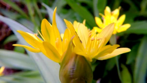 Golden Garlic Medicinal Herb Flower — Stock Video