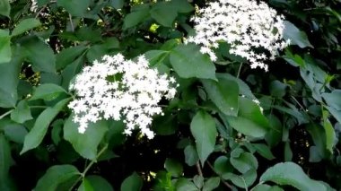 Almanya'da büyük çiçek bahar