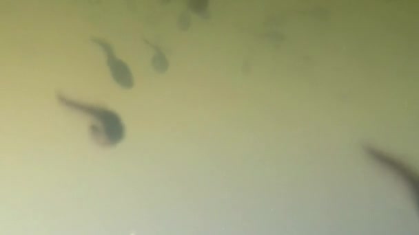 Onderwater Van Polliwogs Een Vijver — Stockvideo