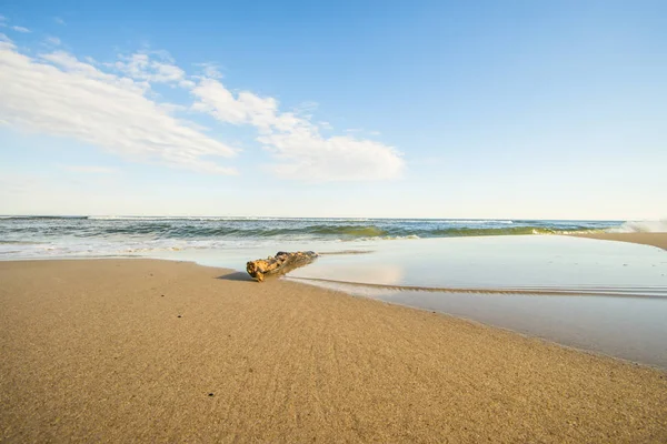 Driftwood Пляжі Балтійського Моря — стокове фото