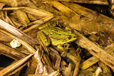 Gölette yaygın su kurbağası