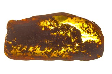 Amber fosil ağaç kapanımlar ile
