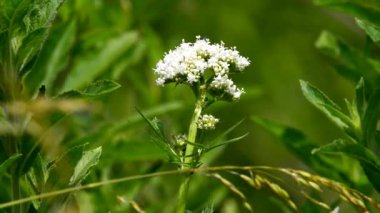 Valerian, tıbbi bitki çiçek
