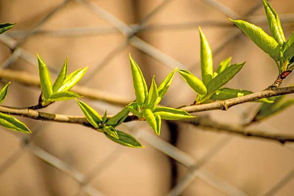 树枝与年轻的和绿芽在围栏 — 图库照片