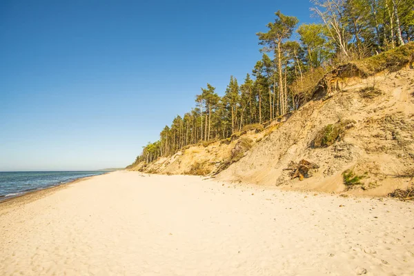 Baltic Sea Poland Pines Dunes — Stock Photo, Image