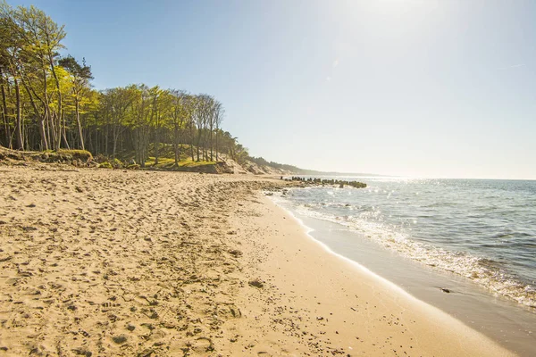 Çam ve tepeleri ile Polonya Baltık Denizi