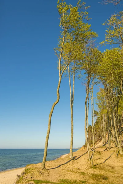 Çam ve tepeleri ile Polonya Baltık Denizi