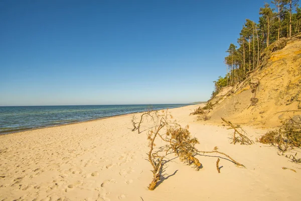 Baltic Sea Poland Pines Dunes Stock Photo