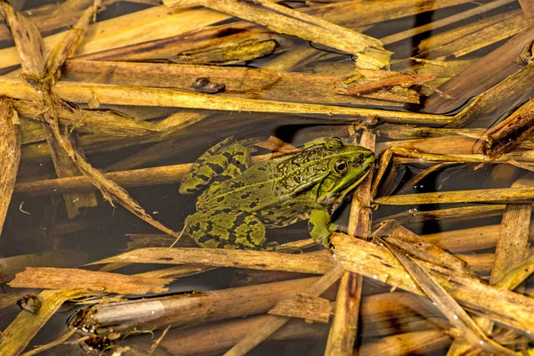 池の中の共通の水のカエル — ストック写真