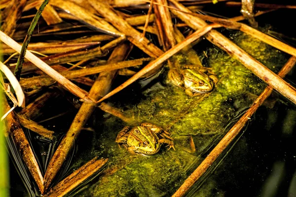 Звичайні Водяні Жаби Ставку — стокове фото