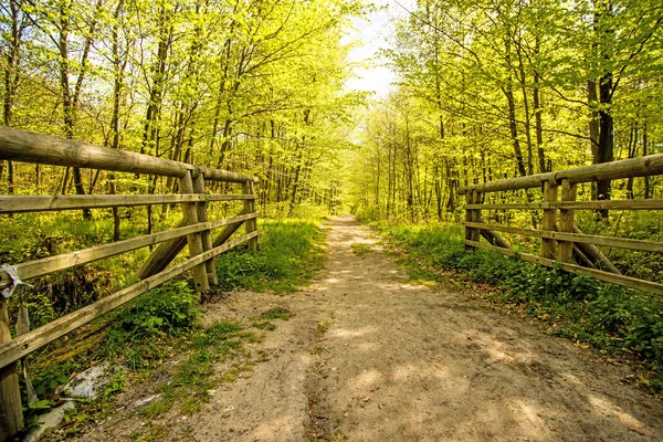 Foresta Luce Primavera Soleggiata Wijh Vecchio Ponte Legno — Foto Stock