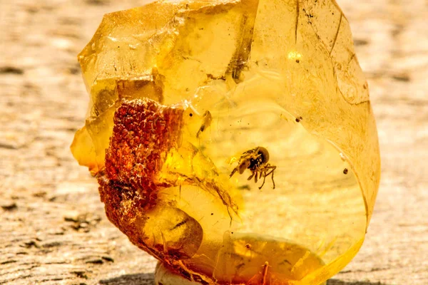 Amber Bir Örümcek Eklenmesi Ile Güneşte — Stok fotoğraf