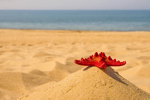 Sea Star Een Zandstrand — Stockfoto