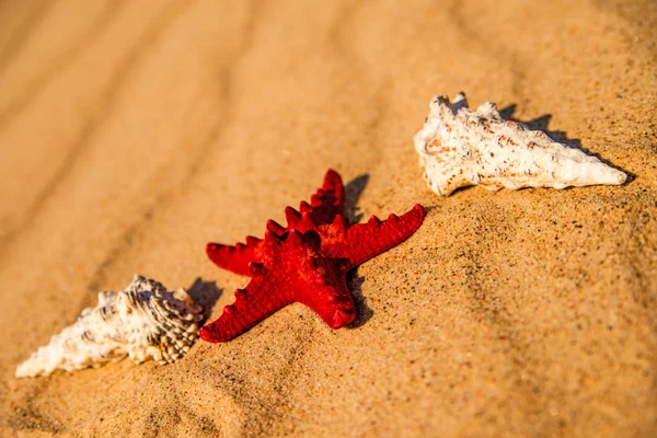 Sea Star Een Zandstrand — Stockfoto