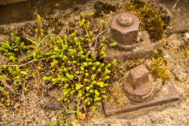 raylar ile bahçedeki bozuk