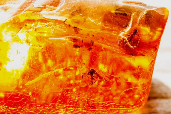Amber Kapanımlar Closeup Ile — Stok fotoğraf
