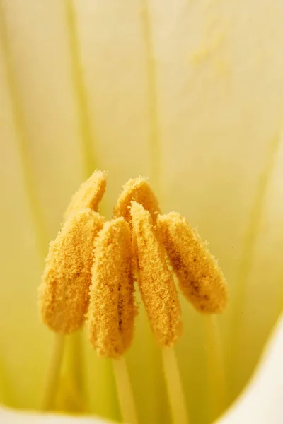 Toloache Pricklyburr Διάσημο Ιερό Φυτό Λουλούδι — Φωτογραφία Αρχείου