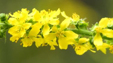 Yaygın tarım, Agrimonia Eupatoria, çiçekli tıbbi bitki