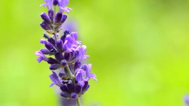  Lavanta, şifalı bitki ve çiçekli baharat.