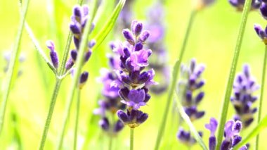  Lavanta, şifalı bitki ve çiçekli baharat.