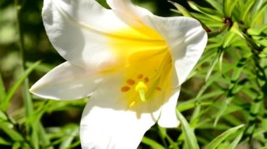 Regal lily, lilyum regale, ortaçağ sembolü ve tıbbi bitki