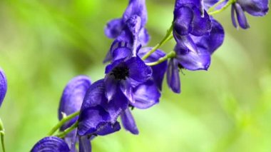Bilinen, Aconitum napellus, en zehirli bitki çiçek ile dünya, şifalı bitki